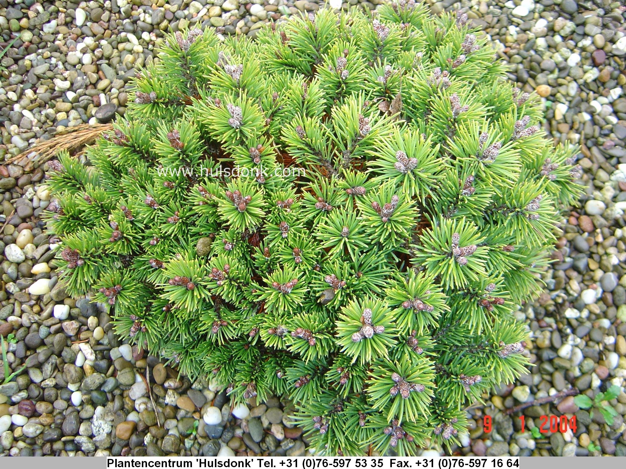 Pinus mugo 'Mops Midget'