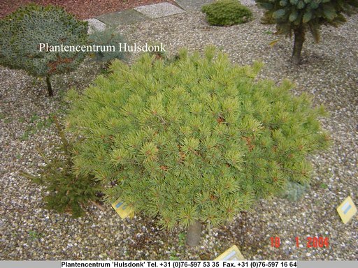 Pinus parviflora 'Kokonoe'