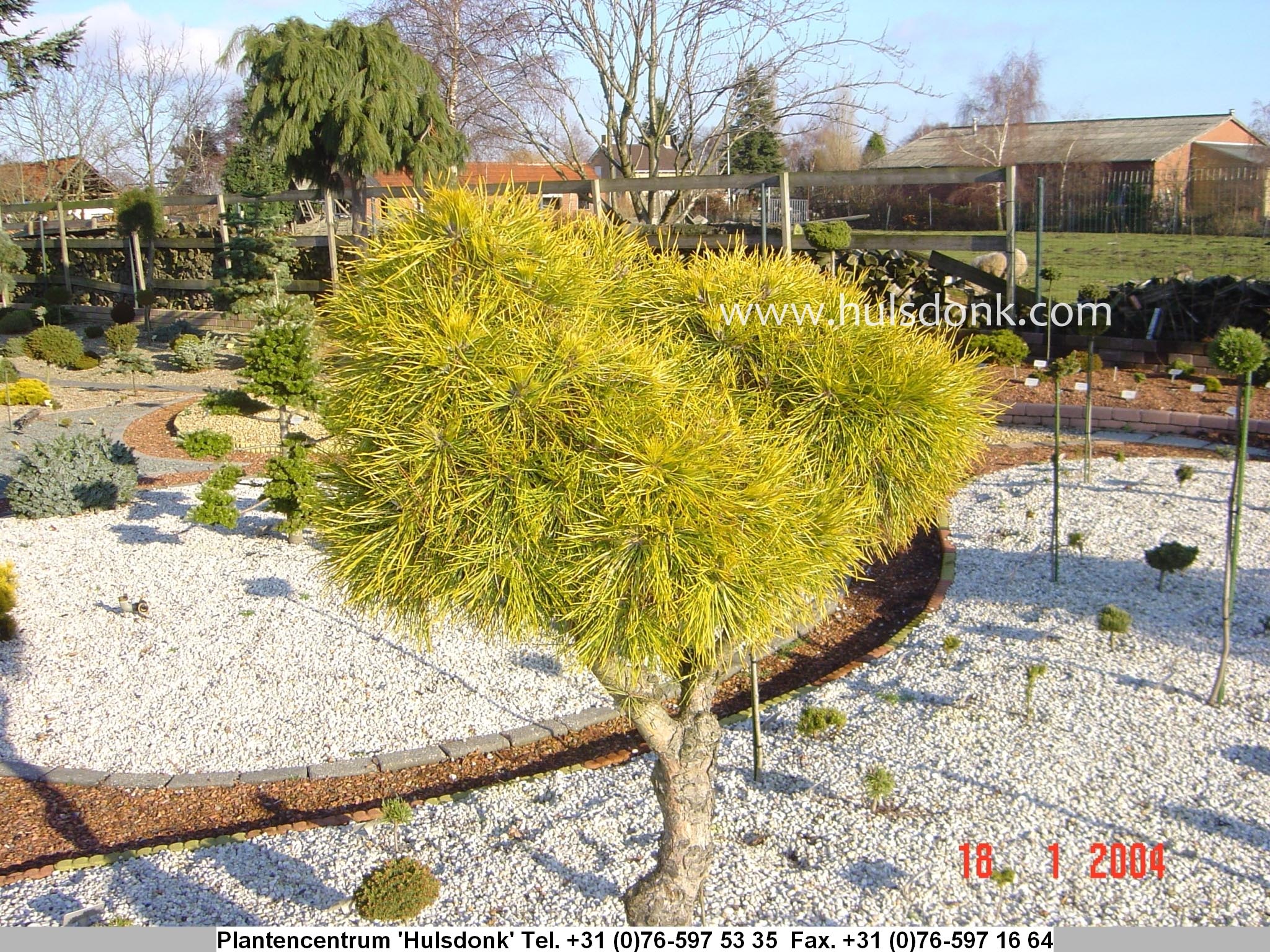 Pinus sylvestris 'Moseri'