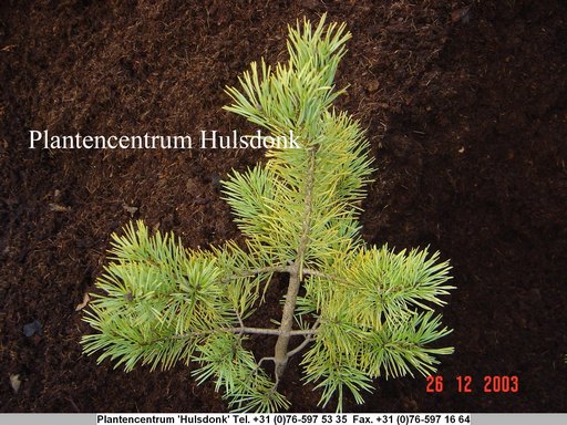 Pinus sylvestris 'Aurea'