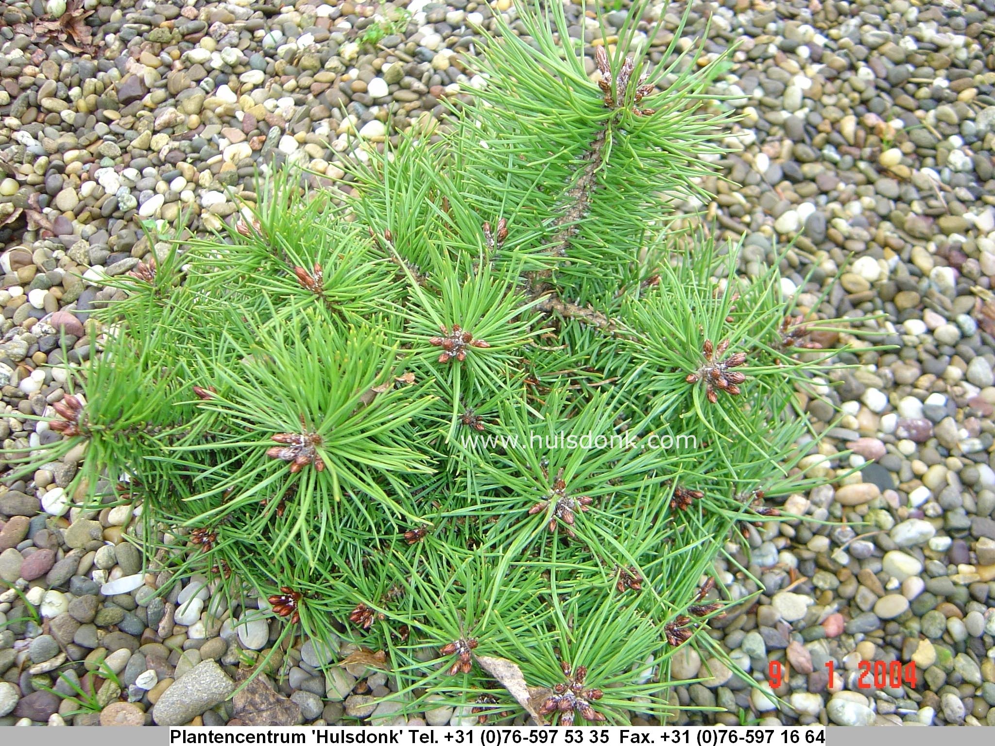 Pinus sylvestris 'Sandringham'