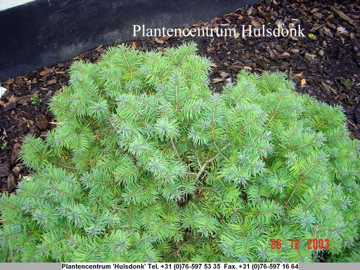 Pseudotsuga menziesii 'Fletcheri'