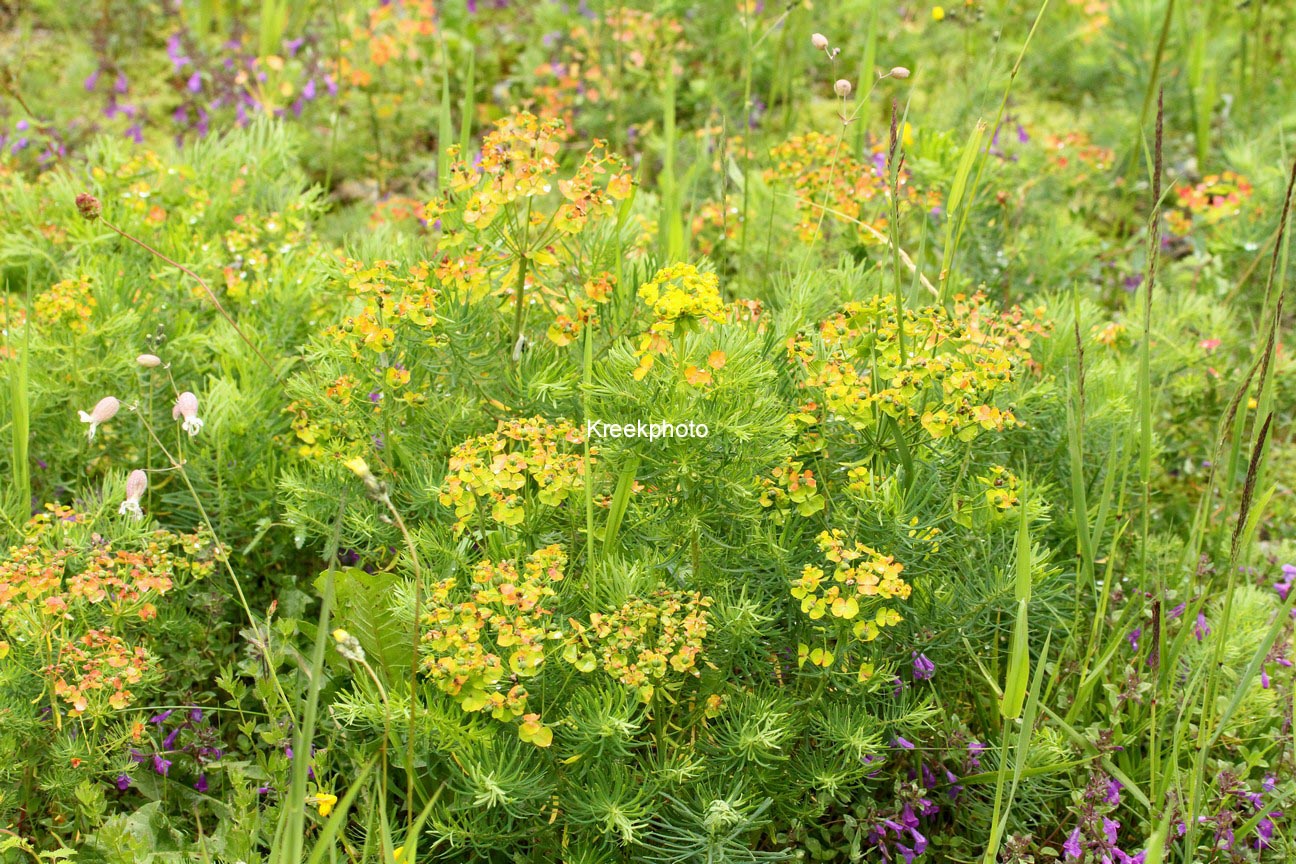 Euphorbia cyparissias