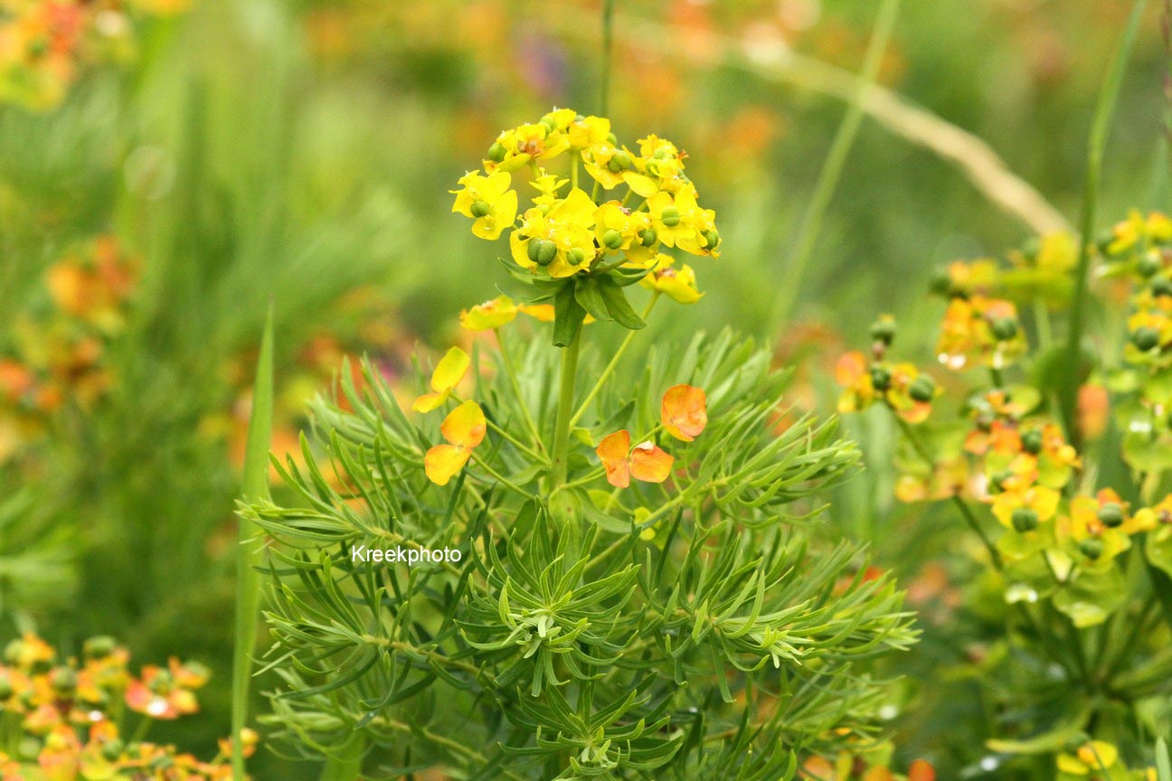 Euphorbia cyparissias