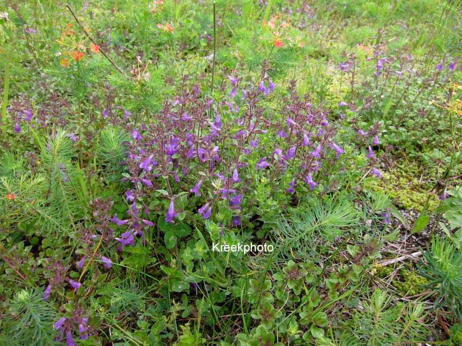 Acinos alpinus