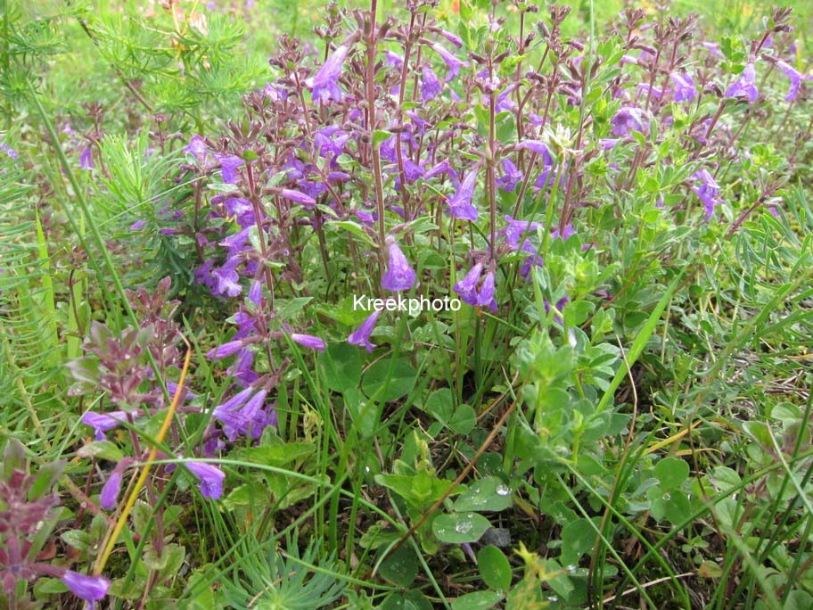 Acinos alpinus