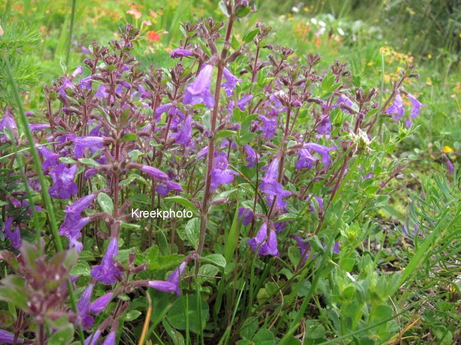 Acinos alpinus