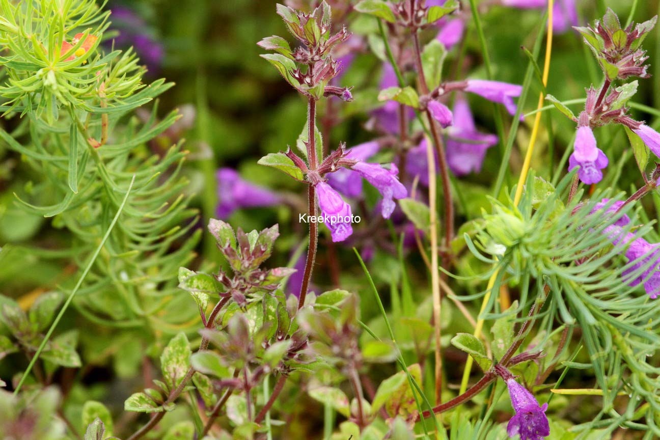 Acinos alpinus