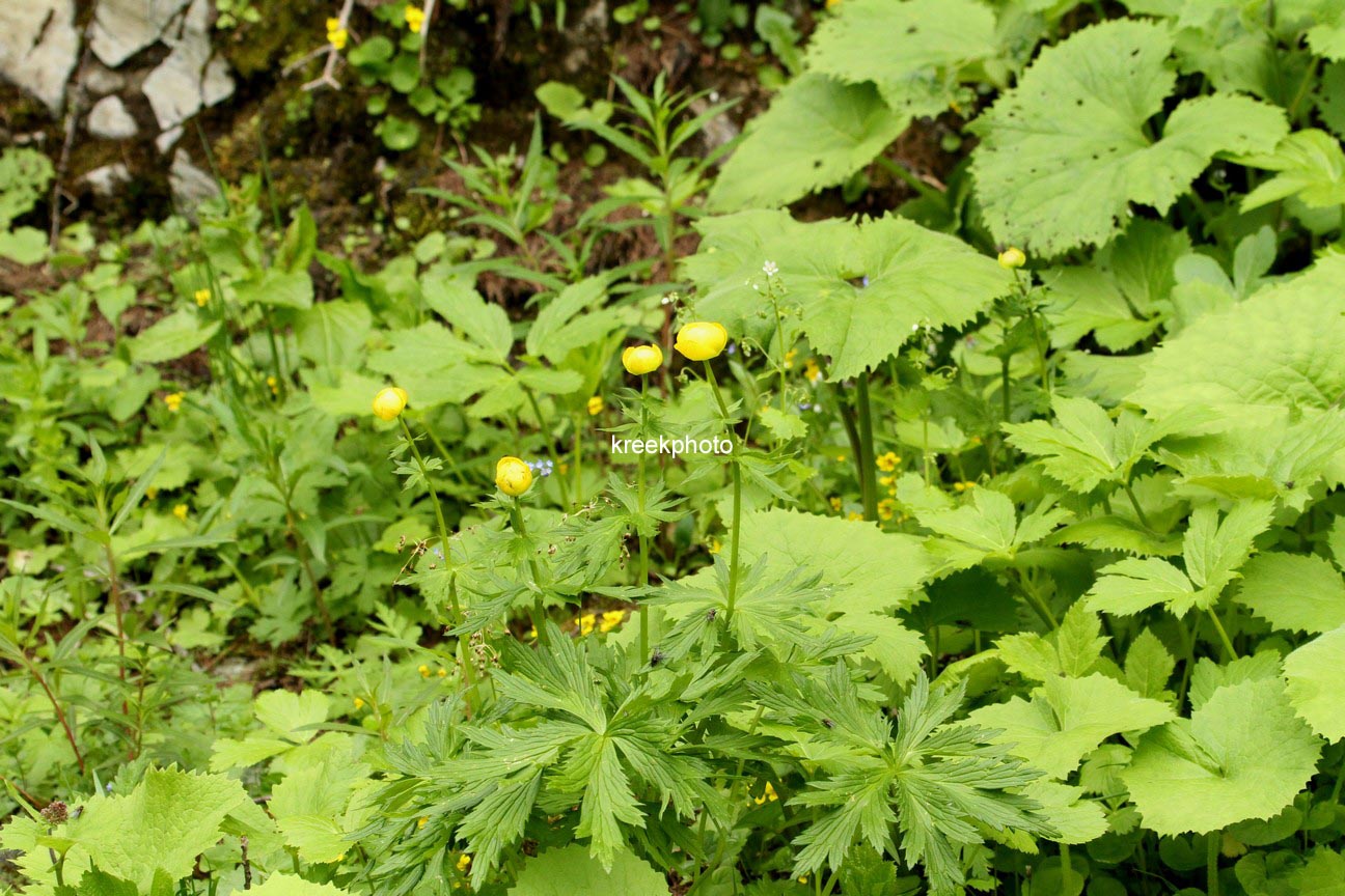 Trollius europaeus