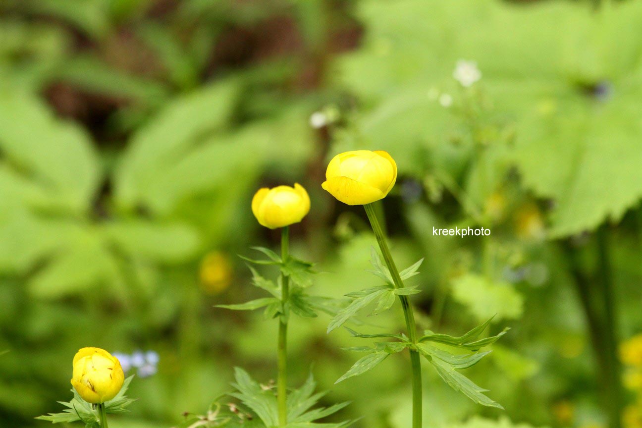 Trollius europaeus