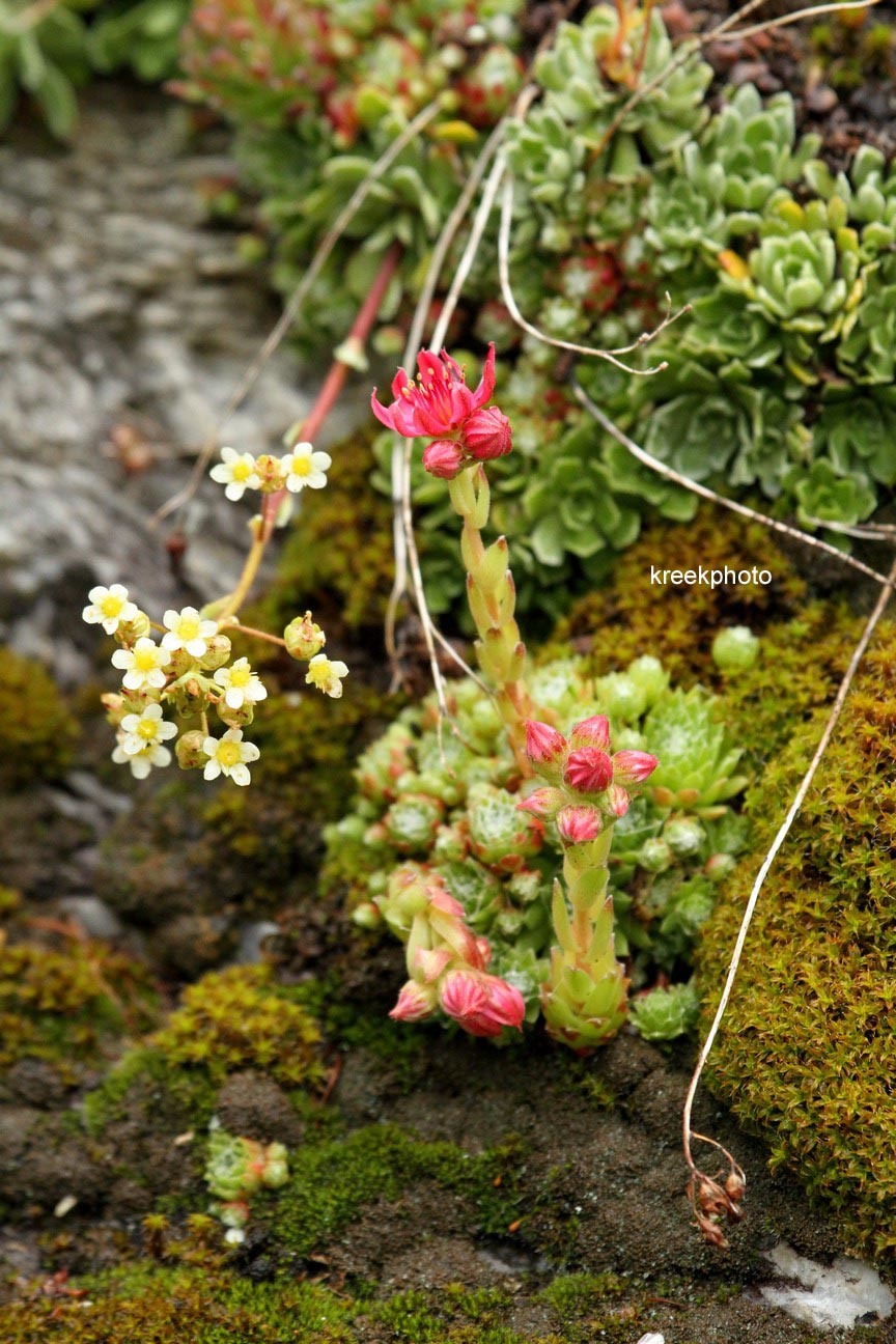 Sempervivum arachnoideum