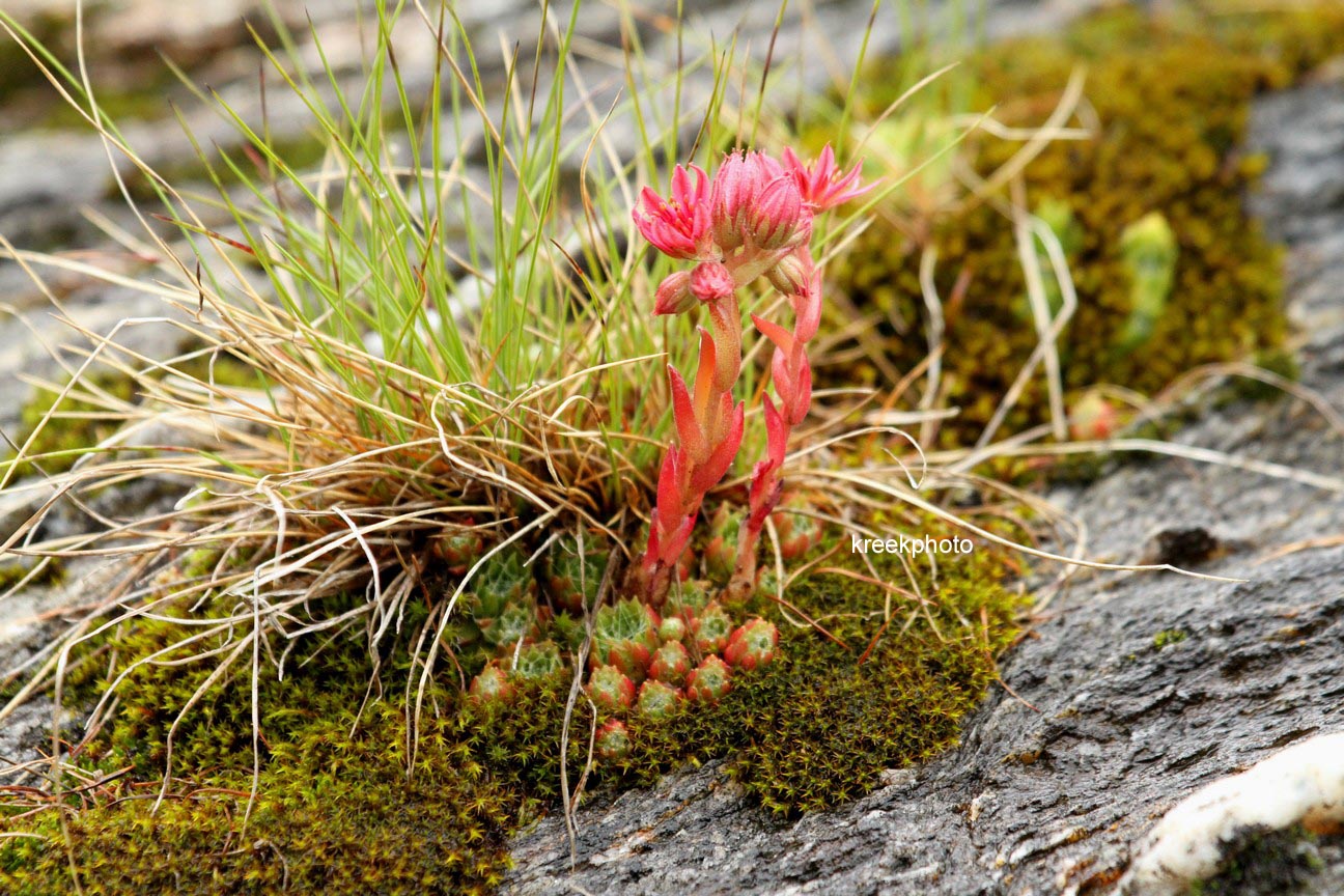 Sempervivum arachnoideum