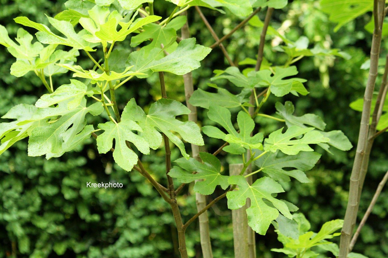 Ficus carica