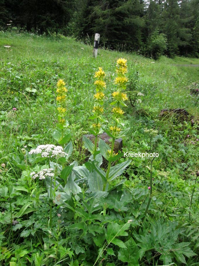 Gentiana lutea