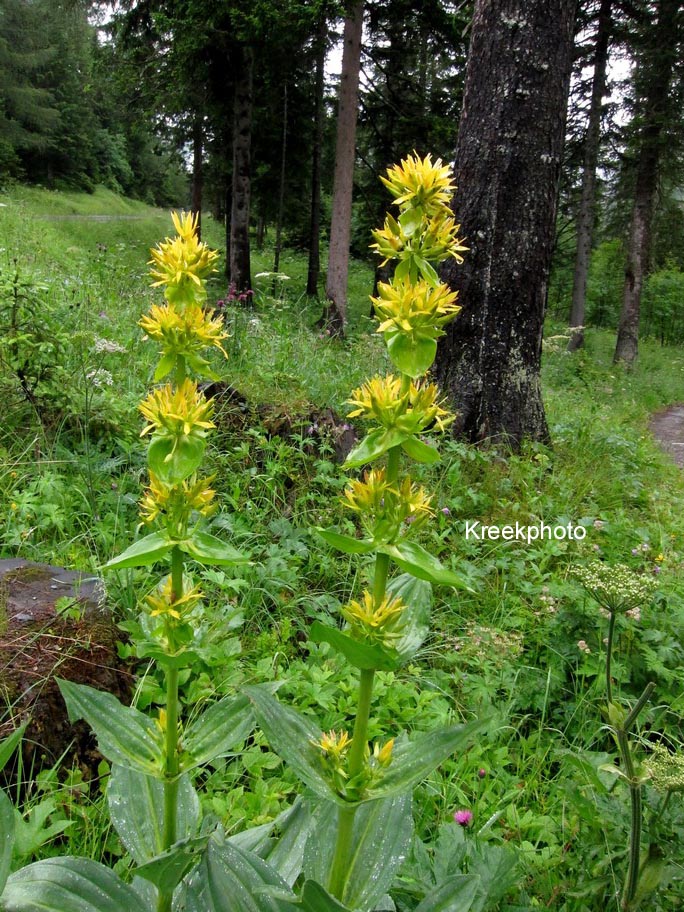 Gentiana lutea