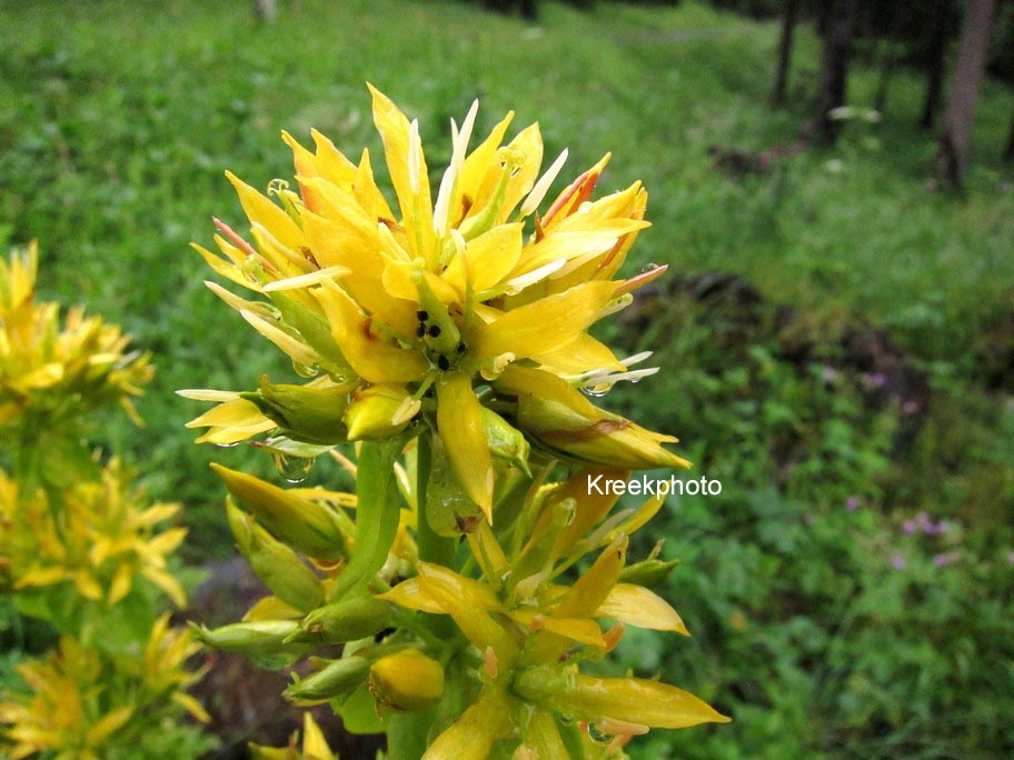 Gentiana lutea