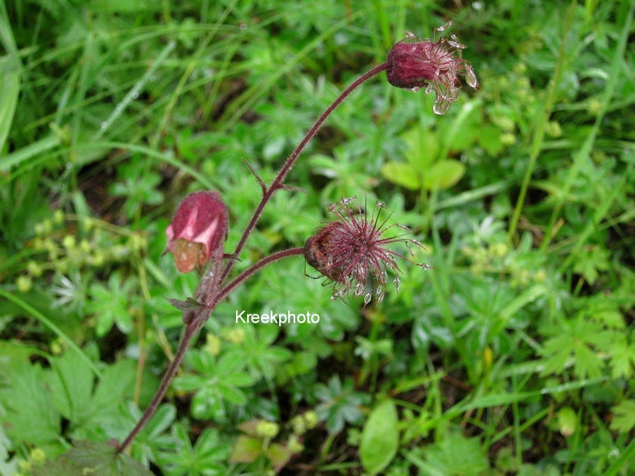 Geum rivale