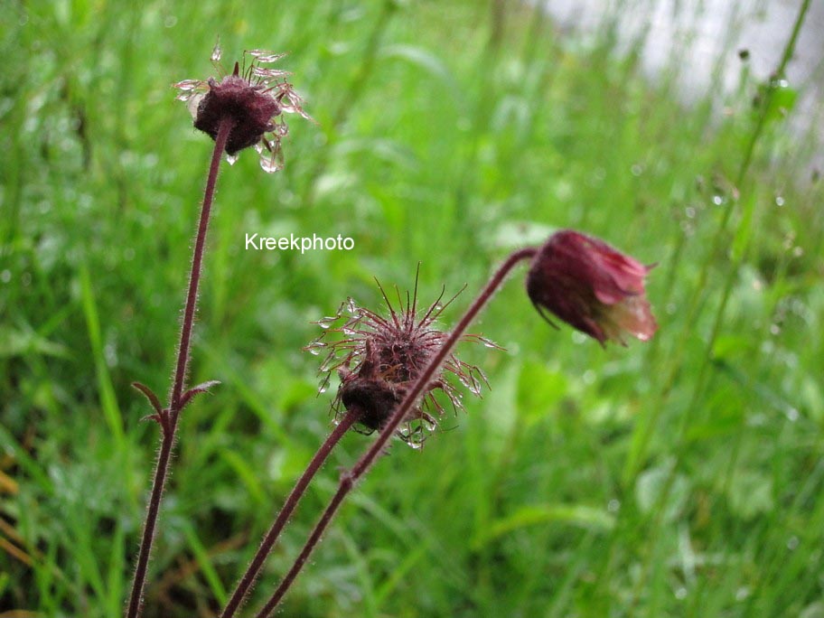 Geum rivale