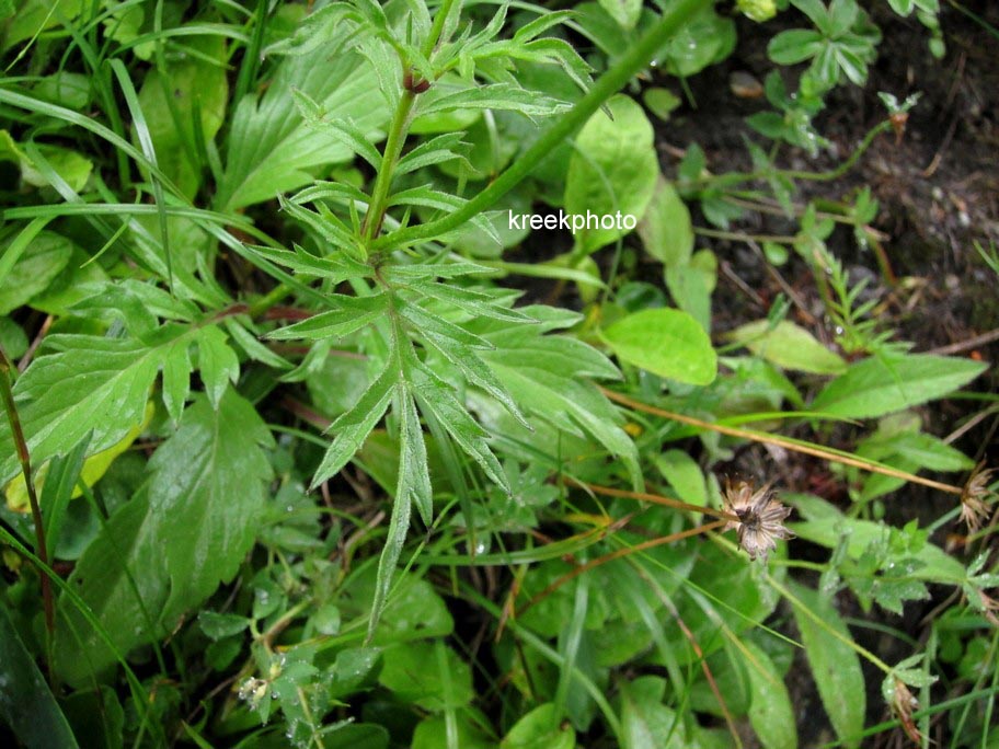 Knautia arvensis