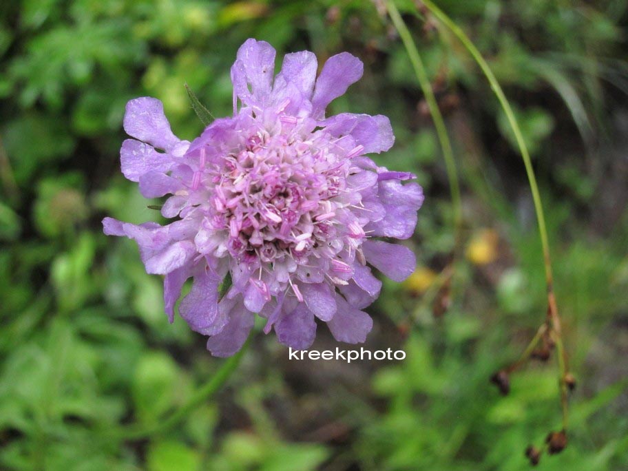 Knautia arvensis