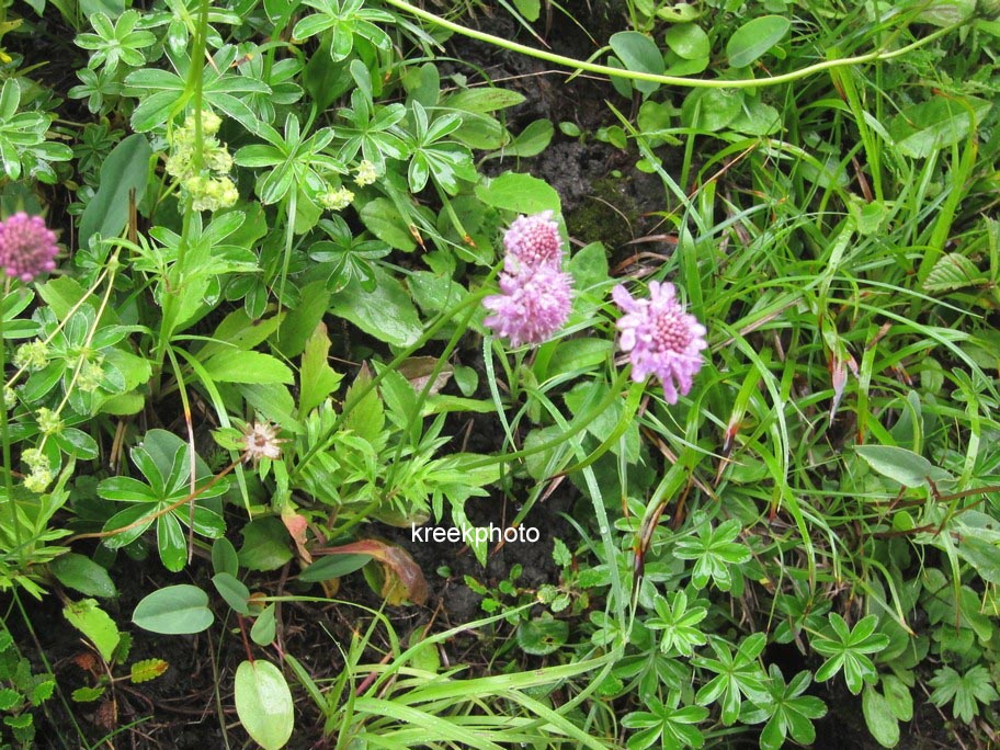 Knautia arvensis