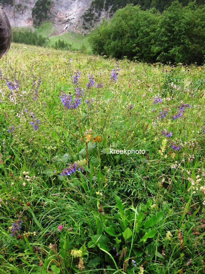 Salvia pratensis