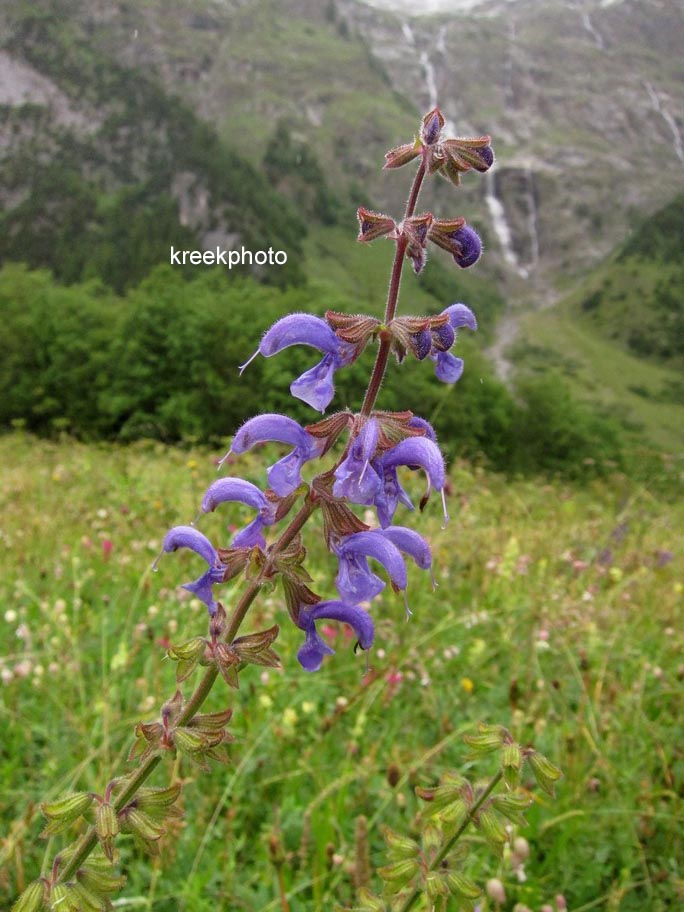 Salvia pratensis