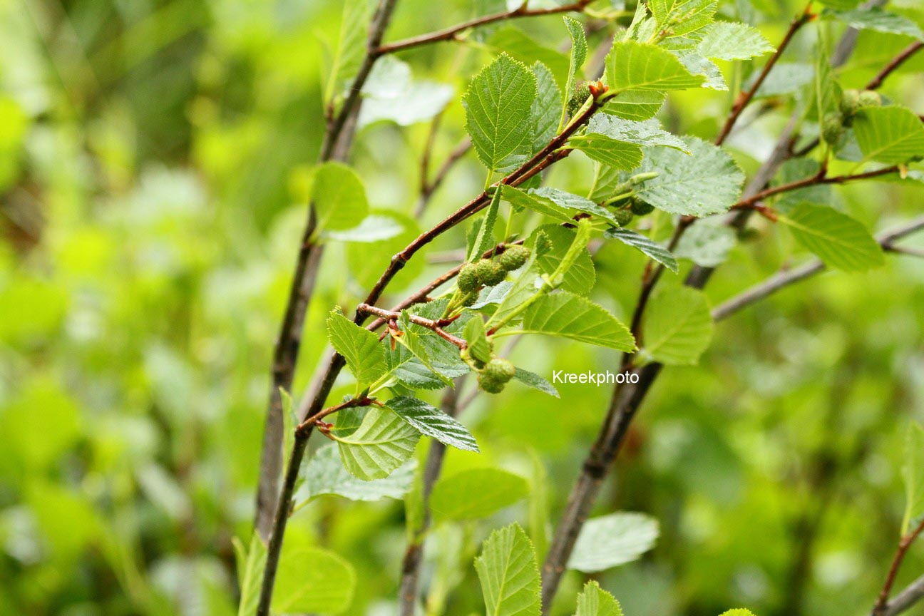 Alnus viridis