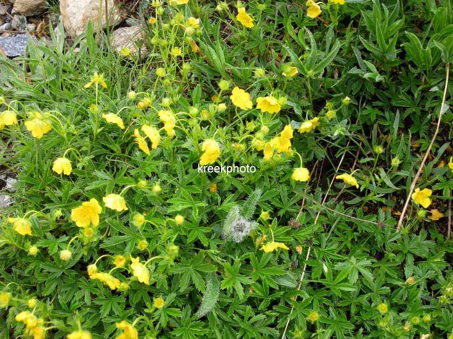 Potentilla aurea