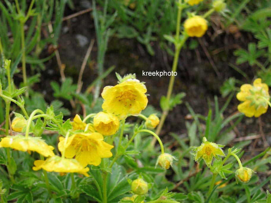 Potentilla aurea