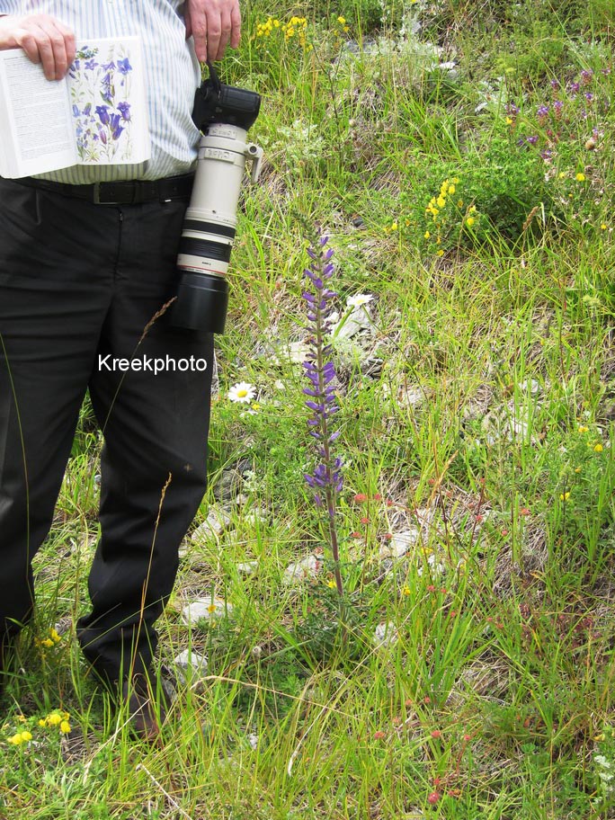 Campanula rapunculoides