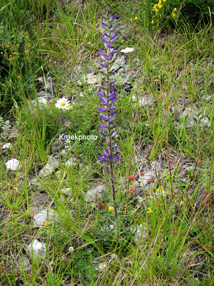 Campanula rapunculoides