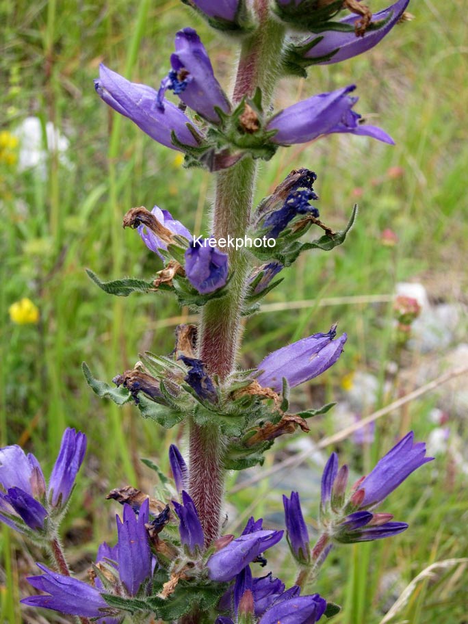 Campanula rapunculoides