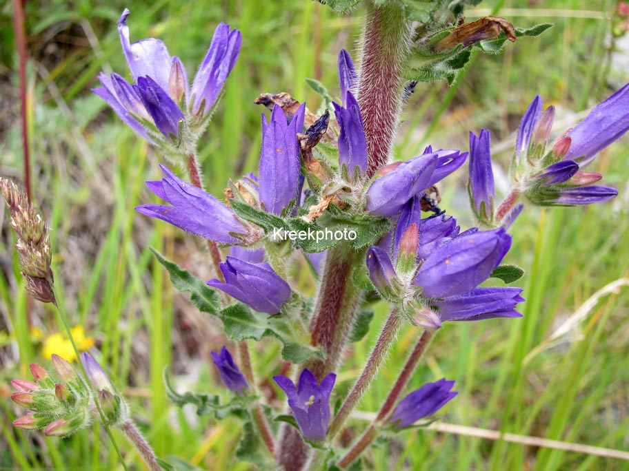 Campanula rapunculoides