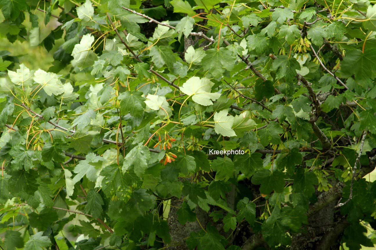 Acer pseudoplatanus