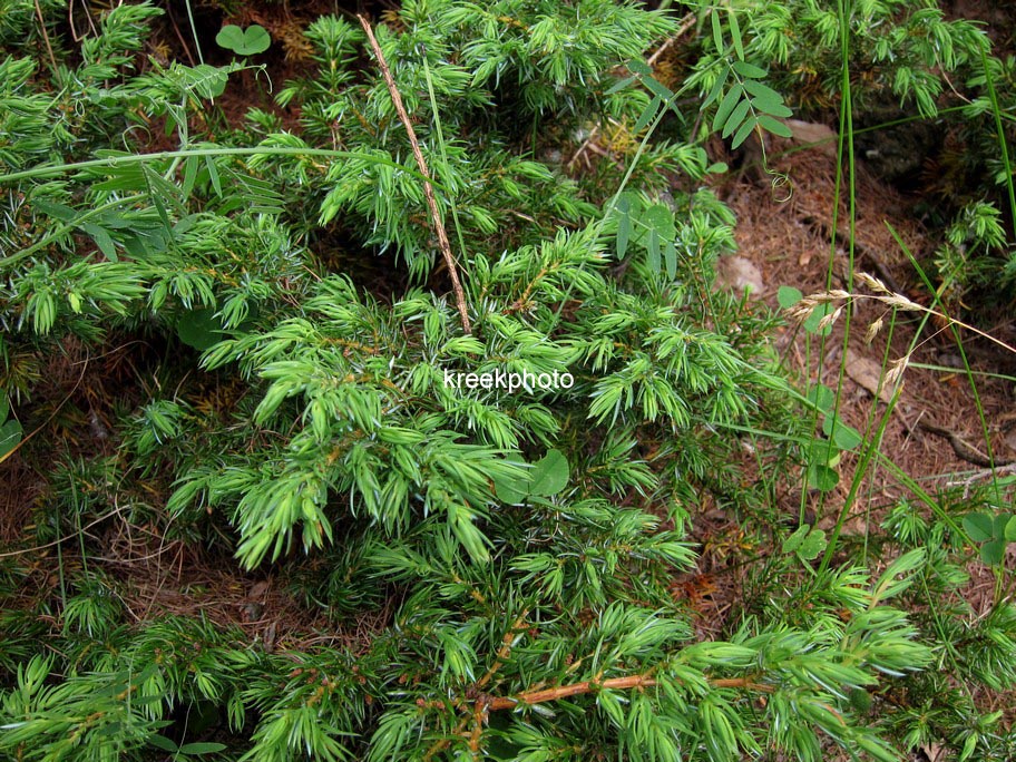 Juniperus communis