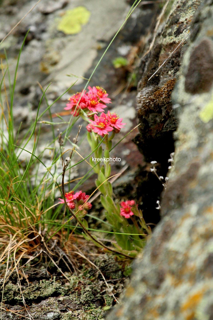 Sempervivum arachnoideum