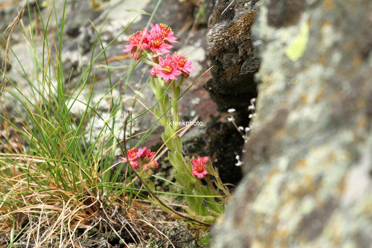 Sempervivum arachnoideum