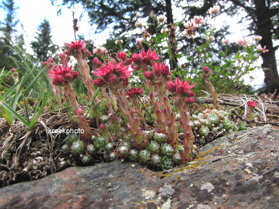 Sempervivum arachnoideum