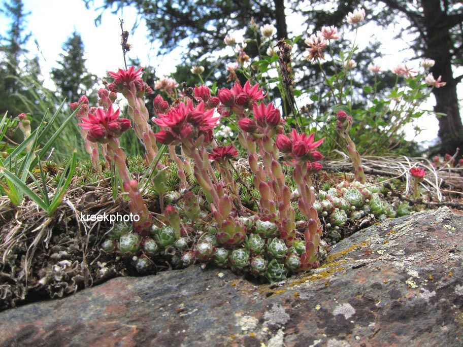 Sempervivum arachnoideum