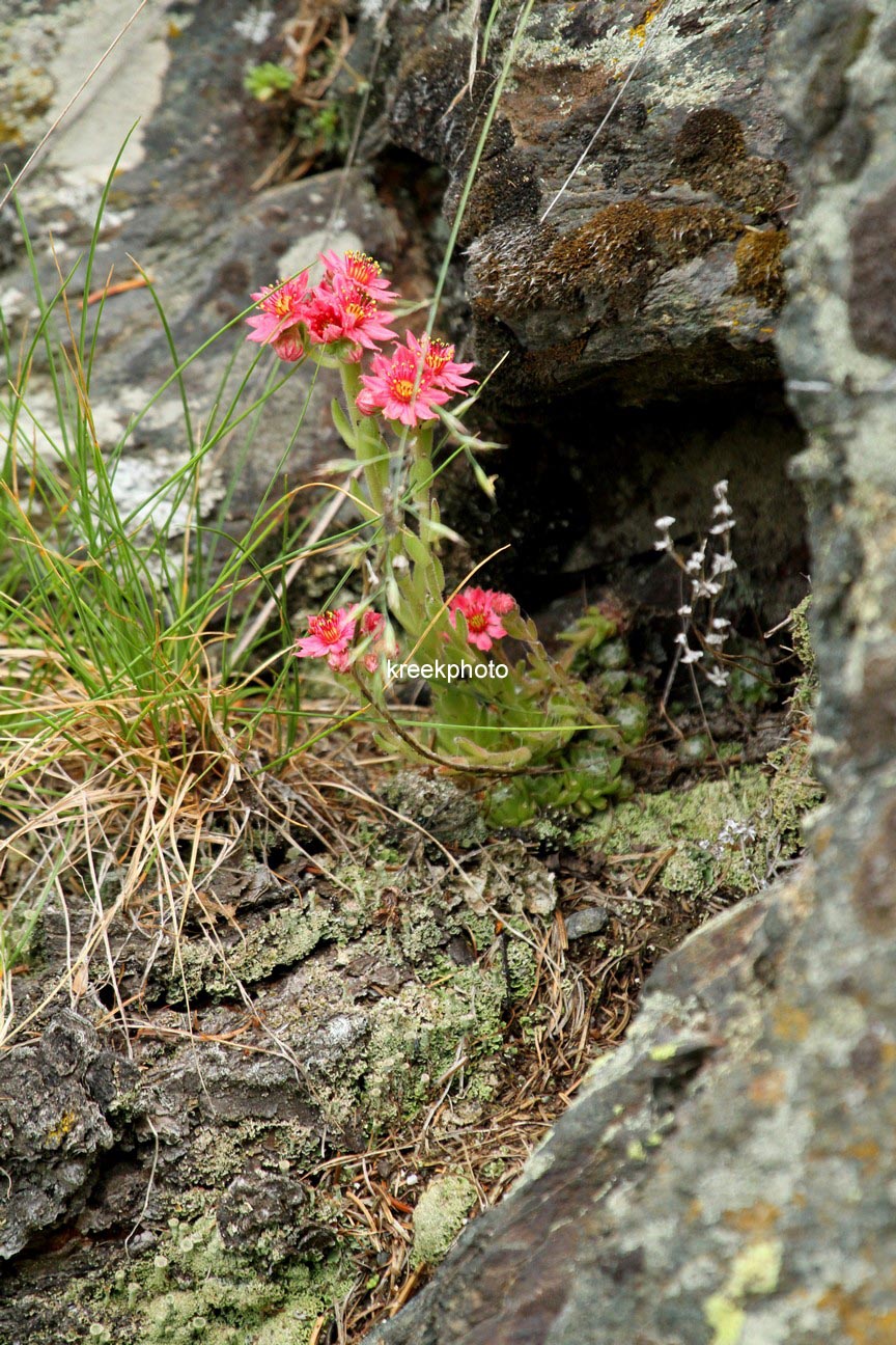 Sempervivum arachnoideum