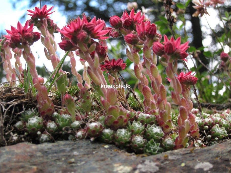 Sempervivum arachnoideum