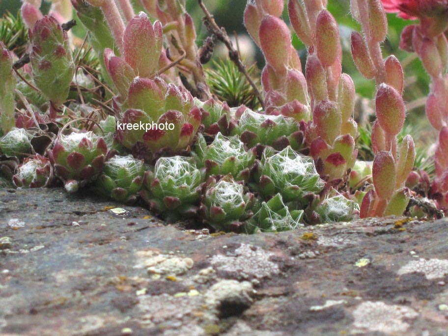 Sempervivum arachnoideum