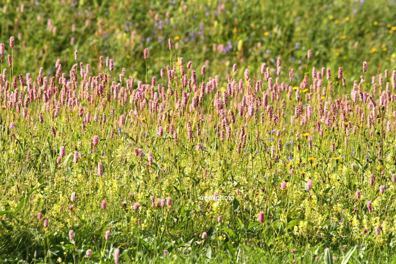 Persicaria bistorta