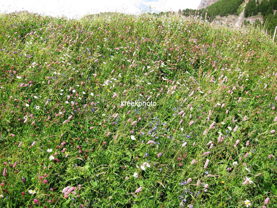 Persicaria bistorta