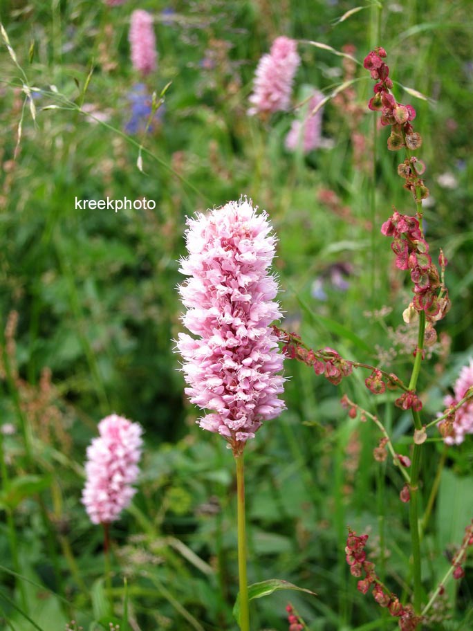 Persicaria bistorta