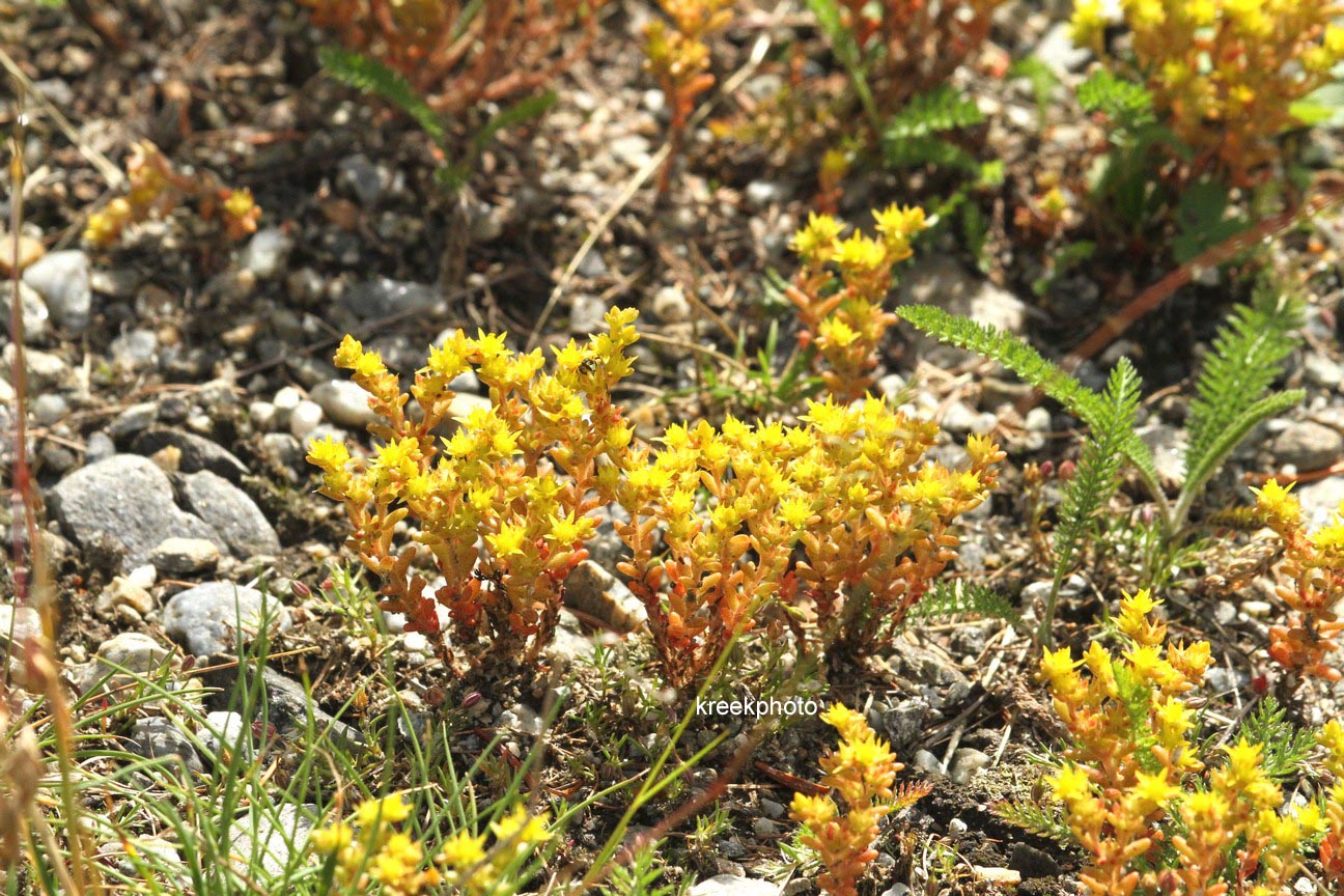 Sedum acre