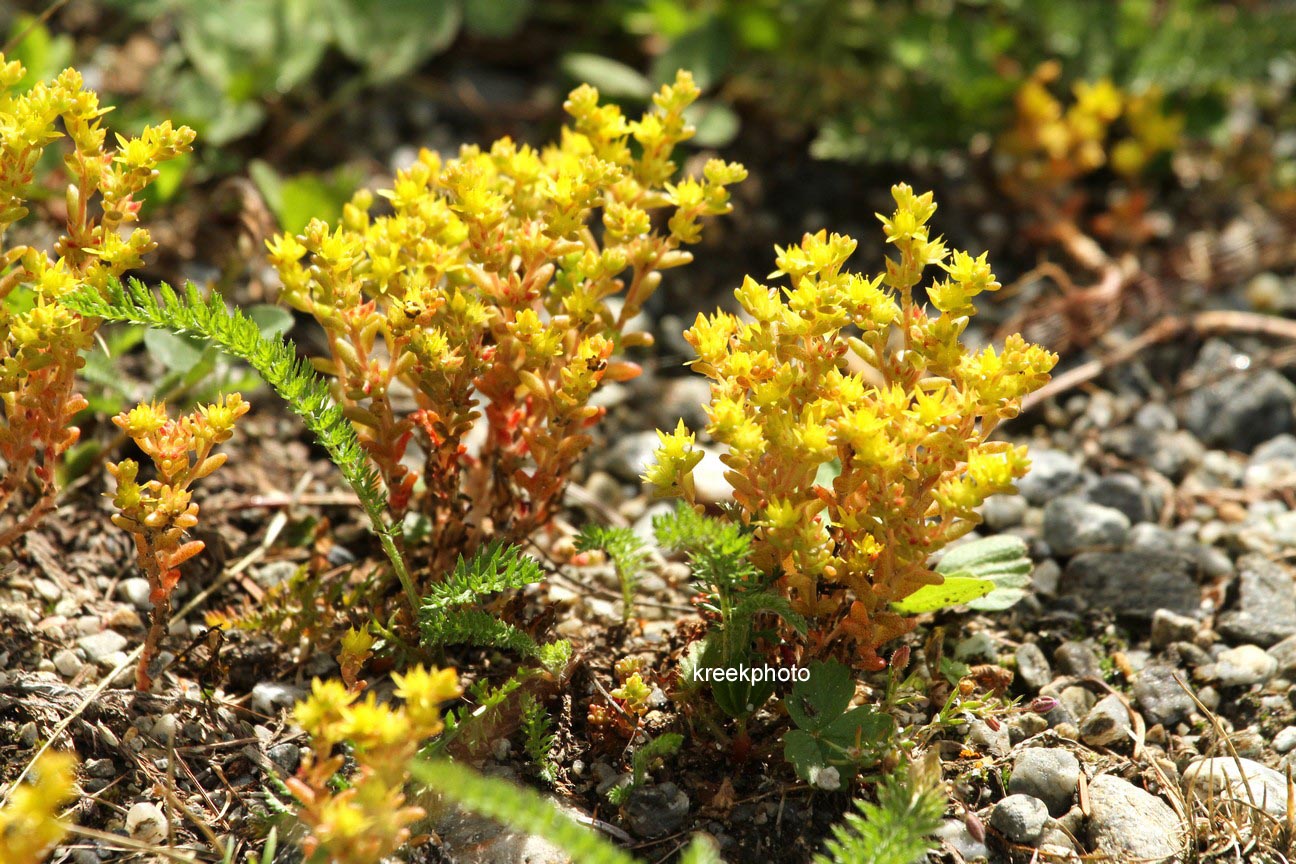 Sedum acre