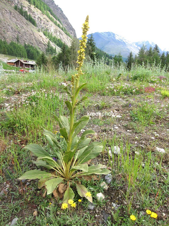 Verbascum nigrum