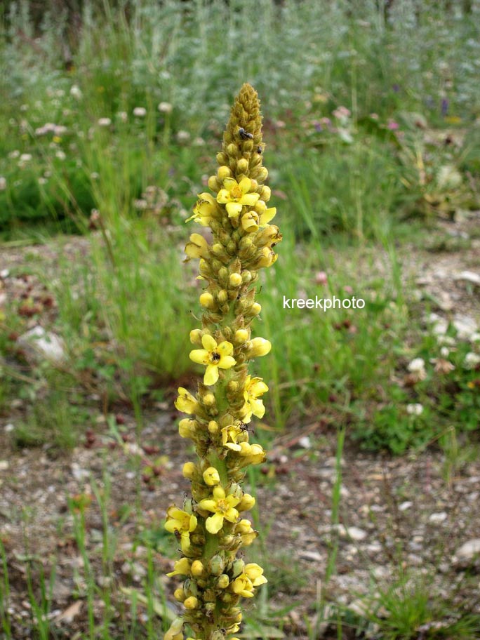 Verbascum nigrum